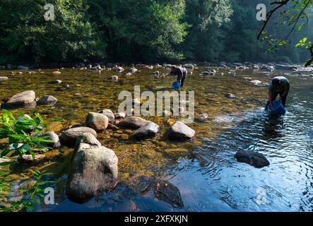 Erhaltung und Wiederauffüllung des Atlantischen Lachses (Salmo salar) im Fluss Gandara, Naturpark Collados del ason, Kantabrien, Spanien. September 2018. Stockfoto