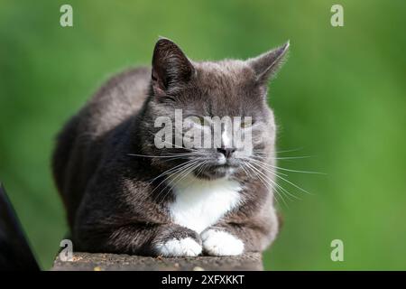 Nahaufnahme einer niedlichen Katze (grau mit weißer Brust und Pfoten), die draußen auf einer Parkbank sitzt und in der Sonne sehr schläfrig aussieht! Stockfoto