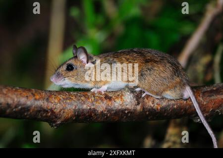 Holzmaus (Apodemus sylvaticus) beim Klettern im Haselstrauch. Dorset, Großbritannien, Juli. Stockfoto