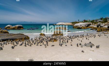 Kolonie afrikanischer / Jackass-Pinguine (Spheniscus demersus) am Strand. Kapstadt, Südafrika. Januar 2018. Stockfoto