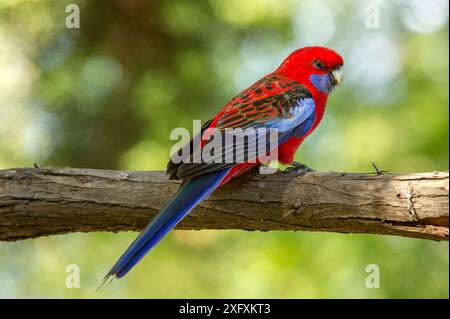 Crimson rosella (Platycercus elegans) Jugendlicher auf einem Ast. Grampians National Park, Victoria, Australien. Stockfoto