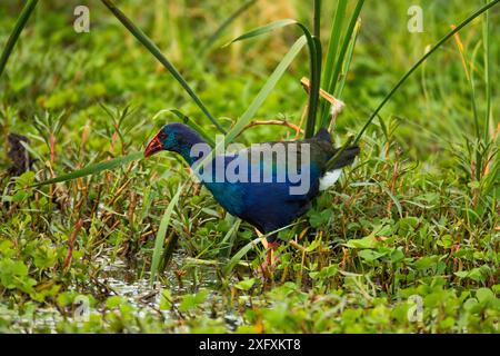 Purpursumpel (Porphyrio madagascariensis) im Feuchtgebiet. Lake Manyara National Park, Tansania. Stockfoto