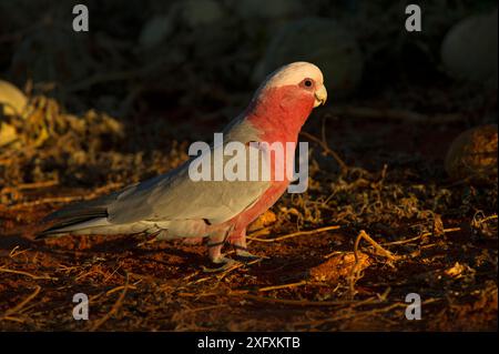 Galah / rosa und grauer Papagei (Eolophus roseicapilla), männlich, der im Abendlicht Paddy-Melonen auf der Suche ist. Watarrka National Park, Northern Territory, Australien. Stockfoto