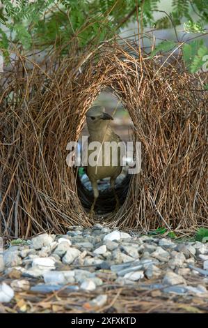 Großer Bowerbird (Chlamydera nuchalis), männlich, der mit Zweig im Schnabel zu bohren neigt. Lake Argyle, Kununurra, Western Australia. Stockfoto
