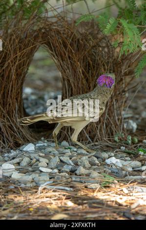 Großer Bowerbird (Chlamydera nuchalis), männlich mit Wappen an der Bower. Lake Argyle, Kununurra, Western Australia. Stockfoto