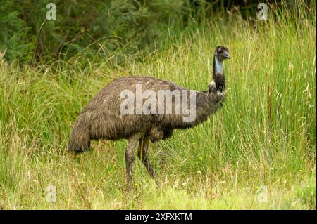 Emu (Dromaius novaehollandiae) im Grünland. Grampians National Park, Victoria, Australien. Stockfoto