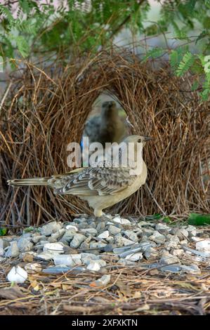 Großer Bowerbird (Chlamydera nuchalis), männlicher Bowerbird, der zur Bower neigt, mit jüngeren männlichen Beobachtungen. Lake Argyle, Kununurra, Western Australia. Stockfoto