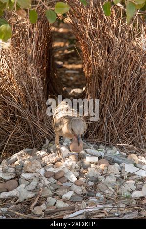 Großer Bowerbird (Chlamydera nuchalis), männlich, der zu Bower neigt, dekoriert mit weißen und beigen Objekten. Lake Argyle, Kununurra, Western Australia. Stockfoto