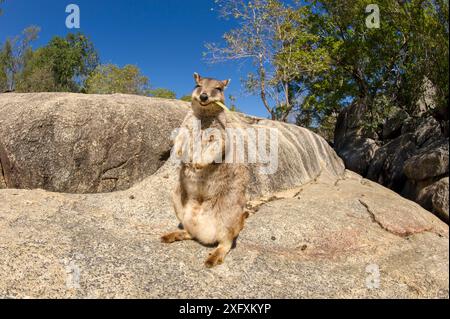 Mareeba-Felsenwallaby (Petrogale mareeba), Weibchen, die sich von Blättern ernähren. Granite Gorge Nature Park, in der Nähe von Mareeba, North Queensland, Australien. Stockfoto