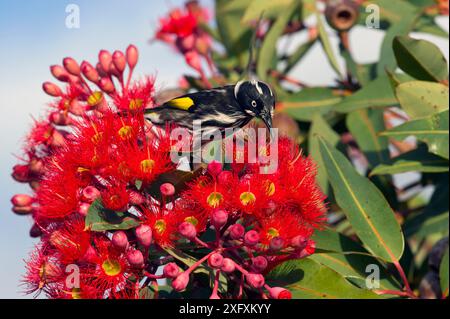 New Holland Honeyeater (Phylidonyris novaehollandiae), der sich an roten Blüten des Eukalyptus ernährt. Kangaroo Island, South Australia. Stockfoto