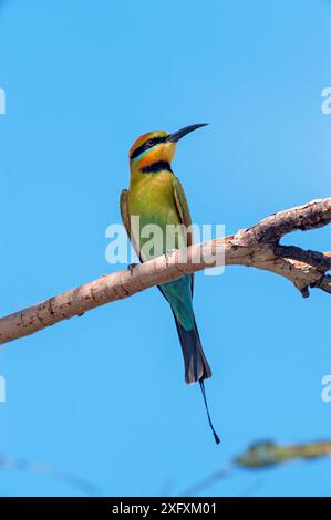 Regenbogenfresser (Merops ornatus), der zwischen den Nahrungsflügen auf einem Zweig ruht. Kununurra, Westaustralien. Stockfoto