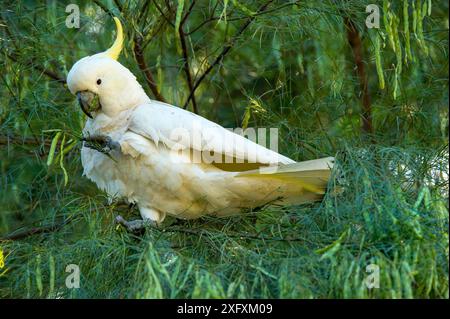 Schwefelkaskadu (Cacatua galerita), der sich von Samenkörnern in Flachsflechtbäumen (Acacia linifolia) ernährt. Lane Cove National Park, Sydney, New South Wales, Australien. Stockfoto