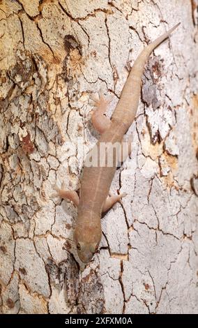 Oberes Ende dtella Gecko (Gehyra australis), getarnt gegen Baumrinde. Lake Argyle, in der Nähe von Kununurra, Western Australia. Stockfoto