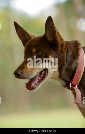 Australische kelpie wartet auf das Kommando, Schafe zu züchten. Lone Pine Koala Sanctuary, Feigenbaumtasche, Brisbane in Queensland, Australien. Stockfoto