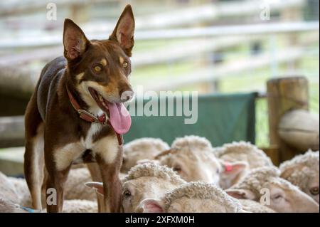 Australische kelpie, die auf Schafherde steht und nach dem Hüten den Schwager aufmerksam beobachtet. Lone Pine Koala Sanctuary, Feigenbaumtasche, Brisbane in Queensland, Australien. Stockfoto