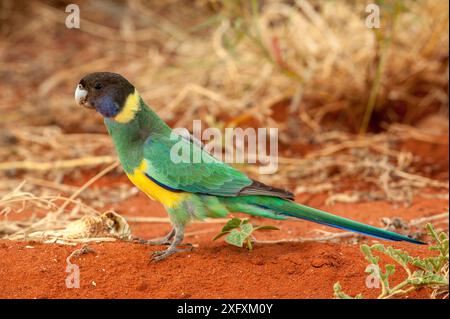 Australischer Ringhals (Barnardius zonarius semitorquatus). Watarrka National Park, Northern Territory, Australien. Stockfoto