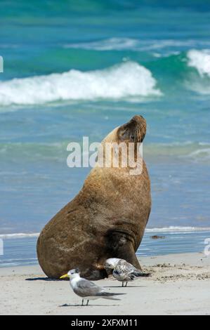 Australischer Seelöwe (Neophoca cinerea), der sich am Strand mit Seeschwalben (Thalasseus bergii) im Vordergrund sonnt. Seal Bay Conservation Park, Kangaroo Island, South Australia. Stockfoto