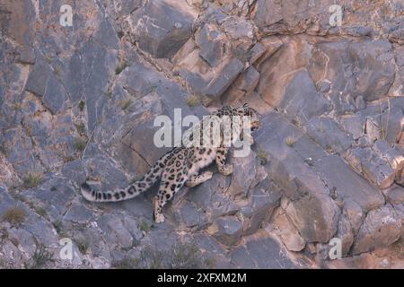 Snow Leopard (Panthera uncia) klettert steilen Felsen, Mongolei Stockfoto