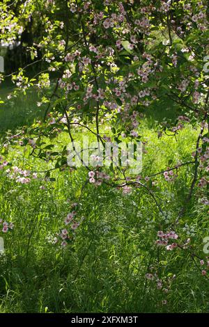 Iowa Crab oder Prairie Crabapple, Malus ioensis var. Palmeri, Syn. Malus ioensis, Rosaceae. Missouri, USA. Stockfoto