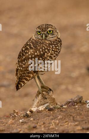 Grabkauz (Athene cunicularia), Arizona, USA. Stockfoto