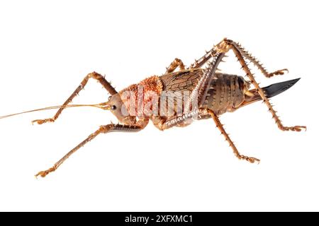 Katydid (Panoploscelis sp.) Fotografiert auf weißem Hintergrund im mobilen Feld Stuio. Manu Biosphärenreservat, Amazonien, Peru. November. Stockfoto