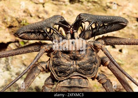 Schwanzloser Whipscorpion (Heterophrynus elephas) jagt nachts wirbellose Beute auf Baumknospenwurzel. Manu Biosphärenreservat, Peru. November. Stockfoto