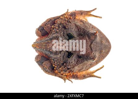 Amazonas Hornfrosch (Ceratophrys cornuta) fotografiert auf weißem Hintergrund im mobilen Atelier. Manu Biosphärenreservat, Amazonien, Peru. November. Stockfoto