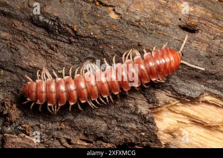 Traktor Millipede (Diplopoda) Manu Biosphärenreservat, Amazonien, Peru. November. Stockfoto