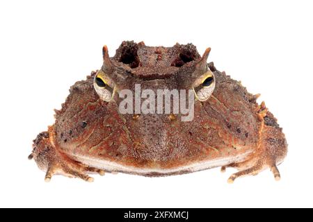 Amazonas Hornfrosch (Ceratophrys cornuta) fotografiert auf weißem Hintergrund im mobilen Atelier. Manu Biosphärenreservat, Amazonien, Peru. November. Stockfoto