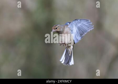 Eurasian Chaffinch (Fringilla coelebs) weiblicher Vogel im Flug Stockfoto