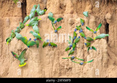 Gemischte Herde von Papageien (Amazona farinosa) und Blaukopfpapageien (Pionus menstruus), die sich an der Wand eines Tonlecks ernähren. Blanquillo Clay Lick, Manu Biosphärenreservat, Peru. November. Stockfoto