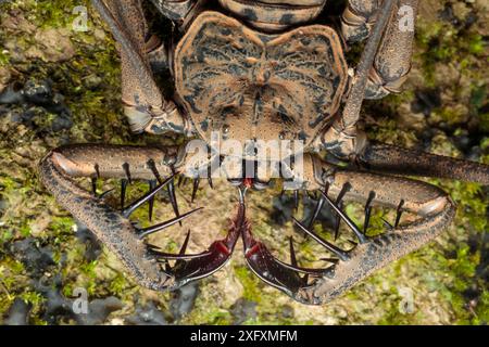 Schwanzloser Whipscorpion (Heterophrynus elephas) jagt nachts wirbellose Beute auf Baumknospenwurzel. Man sieht die Greiflinge, die er mit einer Gebetsmantis begräbt. Manu Biosphärenreservat, Peru. November. Stockfoto