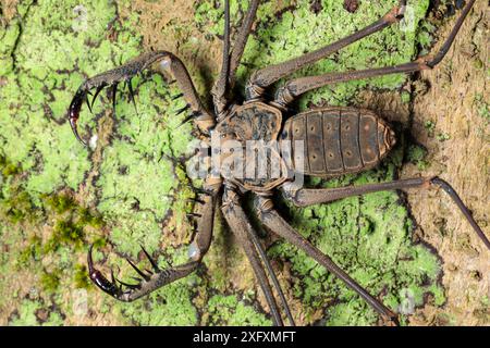 Schwanzloser Whipscorpion (Heterophrynus elephas) jagt nachts wirbellose Beute auf Baumknospenwurzel. Die Greifpalpen sind verlängert, mit denen sie sich wie eine betende Mantis ihre Beute schnappen. Manu Biosphärenreservat, Peru. November. Stockfoto