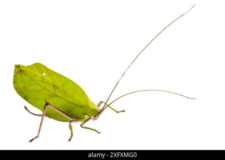 Katydid (Tettigoniidae), fotografiert auf weißem Hintergrund im mobilen Feldstudio. Manu Biosphärenreservat, Amazonien, Peru. November. Stockfoto