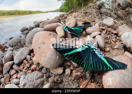 Grüne urania-Motten (Urania leilus), die Salze aus mineralreichem Flusslehm trinken, ein Verhalten, das als &#39;Puddling&#39; bekannt ist. Am Ufer des Flusses Manu, Manu Biosphärenreservat, Amazonien, Peru. November. Stockfoto