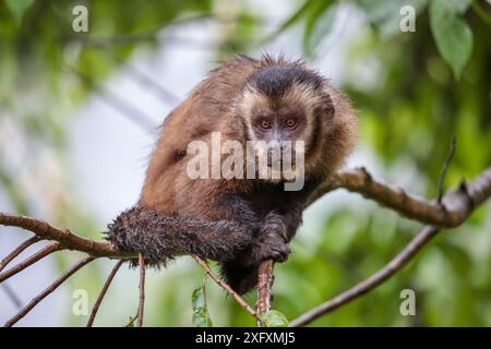 Brauner / getufteter Kapuziner (Cebus apella) im Nebelwald, Manu Biosphärenreservat, Peru. Stockfoto