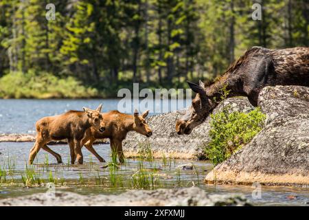 Elche (Alces alces) Weibchen mit Zwillingskälbern am Flussufer, Baxter State Park, Maine, USA, Juni. Stockfoto