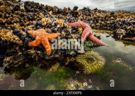 Ockerfarbene Seesterne (Pisaster ochraceus) kalifornische Muschel (Mytilus californianus) und Riesengrünanenom (Anthopleura xanthogrammica) im Felsenbecken, Vancouver Island, British Columbia, Kanada. Juli. Stockfoto