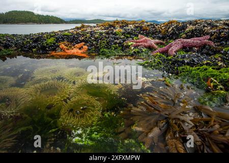 Ocker-Seesterne (Pisaster ochraceus) Gänsebarnakeln (Pollicipes polymerus) kalifornische Muschel (Mytilus californianus) und Riesengrünanenom (Anthopleura xanthogrammica) im Felsenbecken, Vancouver Island, British Columbia, Kanada, Juli. Stockfoto