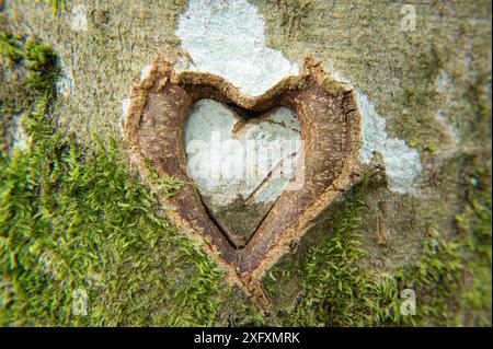 Ein Baum mit einer Narbe in Form eines Herzens aus einer Wunde, die vor langer Zeit zugefügt wurde. Stockfoto