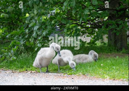 Drei flauschige graue Zygneten, die an einem Sommertag in Norwegen im Gras nach Nahrung suchen. Stockfoto