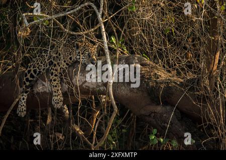 Jaguar (Panthera onca) liegt auf einem umgestürzten Baum, Pantanal, Brasilien. Stockfoto