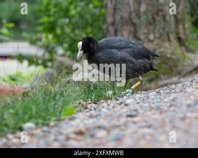 Ein gemeiner eurasischer Coot, Fulica atra, auf einem Kiesweg auf dem Weg zurück zum Teich. Stockfoto