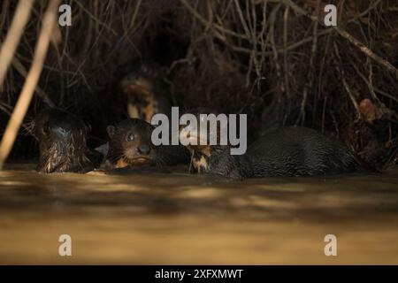 Riesenotter (Pteronura brasiliensis) in ihrem holt, Pantanal, Brasilien. Stockfoto