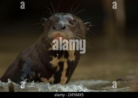 Riesenotter (Pteronura brasiliensis) aus dem Wasser, im Rio Cuiaba, Brasilien Stockfoto