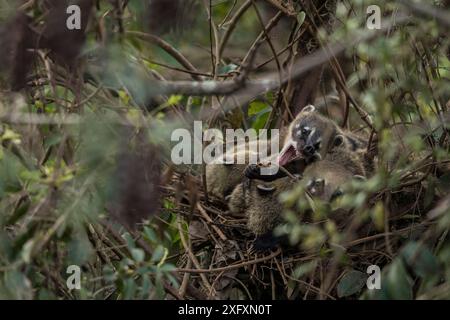 Südamerikanische Coatis (Nasua nasua) in ihrem Nest an den Iguassu Falls, Brasilien Stockfoto