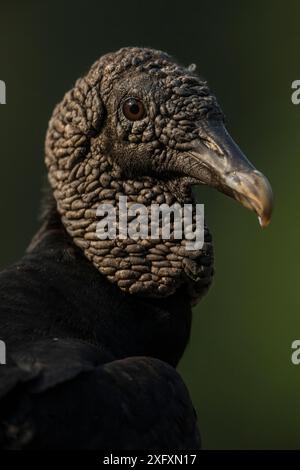 Porträt eines schwarzen Geiers (Coragyps atratus), Pantanal, Brasilien. Stockfoto