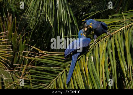 Hyazinthe Aras (Anodorhynchus hyacinthinus) Kampf in Palm Tree, Pantanal, Brasilien. Stockfoto