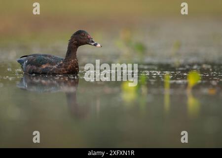 Moschusente (Cairina moschata) im Water Pantanal, Brasilien. Stockfoto