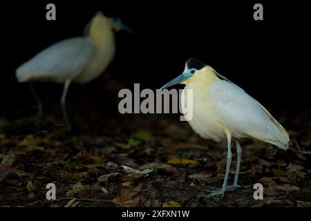 Kappreiher ( Pilherodius pileatus) auf Nahrungssuche, Pantanal, Brasilien. Stockfoto